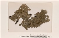 藏品(囊瓣裸緣梅衣)的圖片